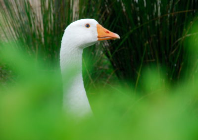 Weiße Gans vom Gnadenhof - Foto © Katharina Hansen-Gluschitz