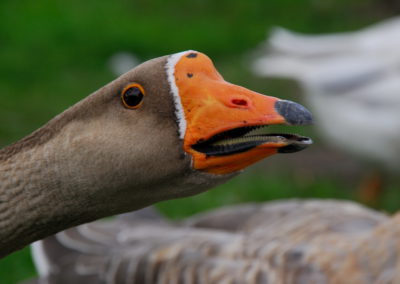 Höckergans - Gnadenhof für Hühner und Gänse - Foto © Katharina Hansen-Gluschitz