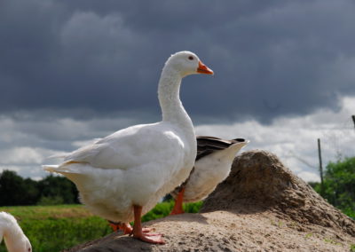 Gans vom Gnadenhof - Foto © Katharina Hansen-Gluschitz