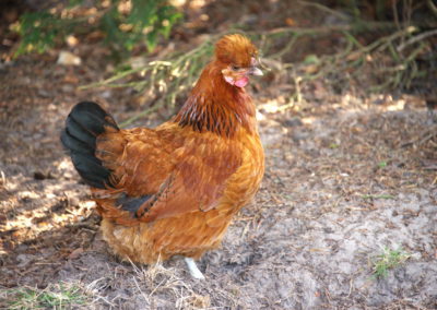 Kleines Puschelhuhn - Foto © Katharina Hansen-Gluschitz