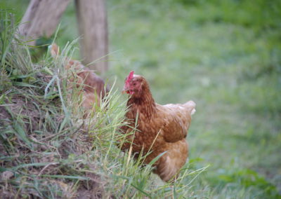 Ein Huhn unterwegs - Foto © Katharina Hansen-Gluschitz