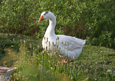 Gans - Foto © Katharina Hansen-Gluschitz