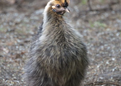 Seidenhuhn - Foto © Katharina Hansen-Gluschitz