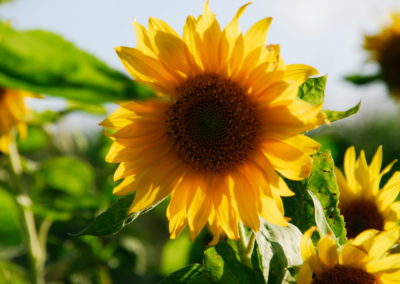 Sonnenblume in Greetsiel - Foto © Katharina Hansen-Gluschitz