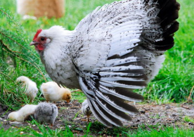 Glucke und ihre Küken - Foto © Katharina Hansen-Gluschitz