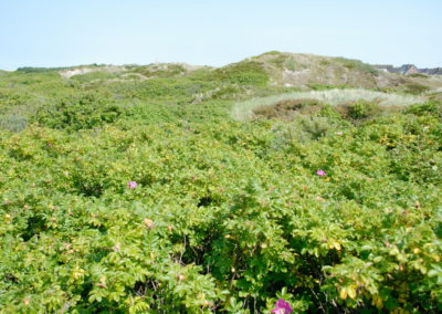 Stranddünen von Langeoog - Foto © Katharina Hansen-Gluschitz