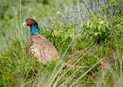 Bewohner der Stranddünen von Langeoog - Foto © Katharina Hansen-Gluschitz